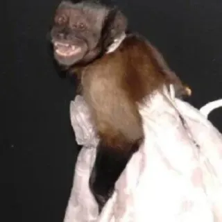 🐵 518ac3cf обезьяна, животное, жуткий, чучело, странный telegram sticker