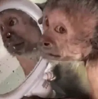 🐵 597fc740 обезьяна, зеркало, животное, отражение, примат, милый telegram sticker