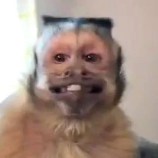 🐵 9b287fe8 обезьяна, животное, млекопитающее, примат, дикая природа, смешной, мем telegram sticker