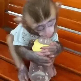 🐵 aa03b367 обезьяна, малыш, животное, бутылка, милый, младенец telegram sticker