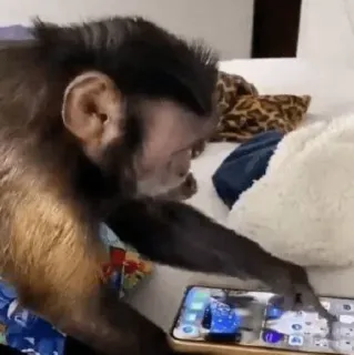 🐵 b48025cd обезьяна, телефон, животное, млекопитающее, примат telegram sticker