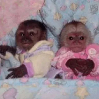 🐵 b5049085 обезьяны, животные, милые, младенец, малыш, сон telegram sticker