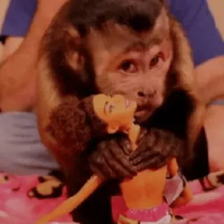 🐵 e725604f обезьяна, кукла, животное, игрушка, примат, млекопитающее, милый, играть telegram sticker