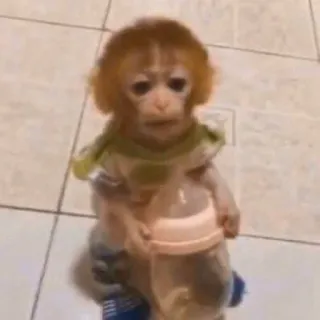 🍼 2fb6c2e5 猴子, 动物, 可爱, 婴儿 telegram sticker