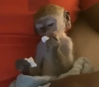 macaquinhos telegram stickers