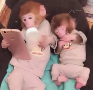 macaquinhos telegram stickers