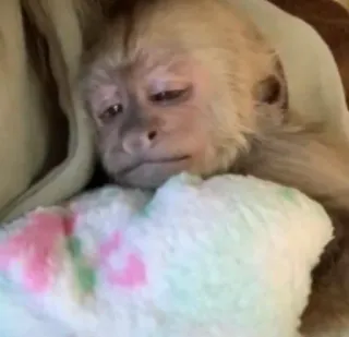 🙈 17a75843 singe, triste, animal, mignon, mammifère whatsapp sticker