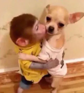 🙈 1d824da7 singe, chien, chihuahua, animal, câlin, amitié whatsapp sticker