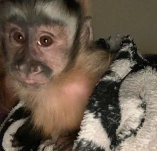 🙈 2489ee90 animal, singe, mignon, mammifère, primate whatsapp sticker