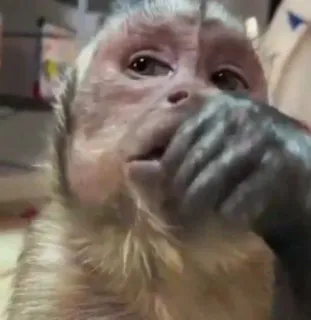 🙈 36067afb singe, animal, mignon, primate, mammifère whatsapp sticker