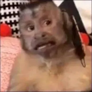 🙈 4628e48a singe, animal, mignon, capucin, primate whatsapp sticker