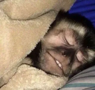 🙈 635482e7 singe, animal, dormir, mignon, couverture whatsapp sticker