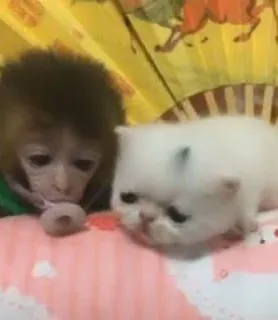 🙈 71d665a5 singe, chat, chaton, animal, mignon whatsapp sticker