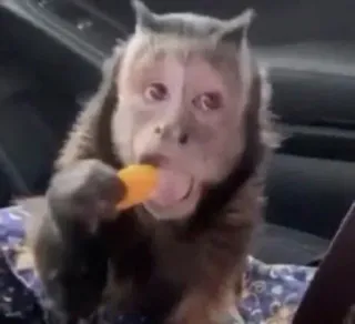 🙈 93c27956 singe, animal, manger, mignon, mammifère whatsapp sticker