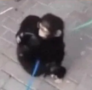 🙈 b64e363e whatsapp sticker