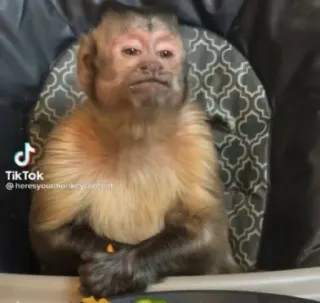 🙈 bee3c591 singe, animal, assis, chaise, nourriture whatsapp sticker