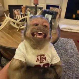 🙈 cabdc8bc singe, animal, t-shirt, Aggie, TAMU whatsapp sticker
