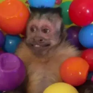 🙈 cdbfbb52 singe, balles, mignon, animal, enjoué whatsapp sticker