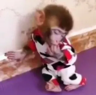 🙈 d3d93149 singe, animal, mignon, assis, pyjama whatsapp sticker