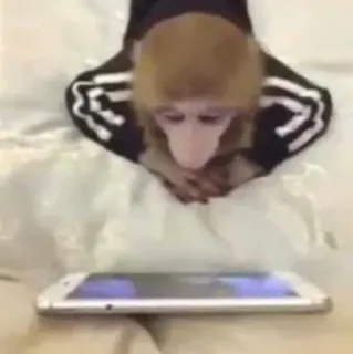 🙈 f6d9660c singe, smartphone, animal, singe, regarder, technologie whatsapp sticker