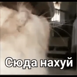 💪 24603320 Сюда нахуй russisch, beledigend, slang, dier, fluffy, wit, rook telegram sticker