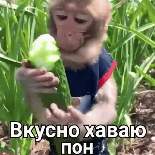 @Macrum [Деловой набор💊] telegram stickers