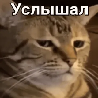👂 e55788fa Услышал kat, meme, russisch, tekst, dier telegram sticker