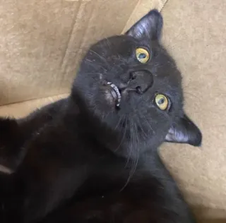 💫 04ea9990 kat, zwarte kat, dier, huisdier, grappig, schattig telegram sticker