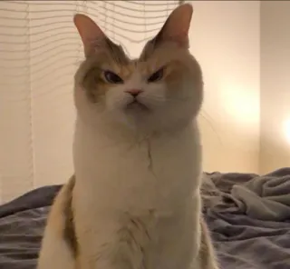 😡 08335576 kat, boos, katachtig, huisdier, dier, schattig telegram sticker