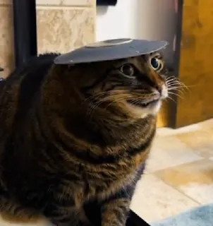 😬 1fa42060 kat, dier, huisdier, grappig, huisdier telegram sticker