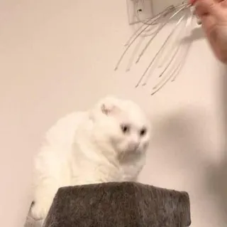 @Nellory whatsapp stickers