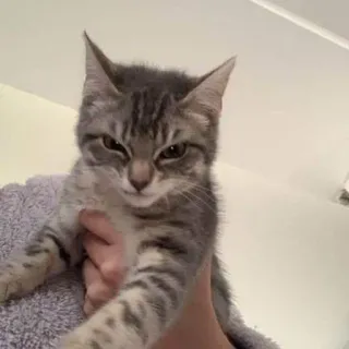 😈 24bb217e kat, kitten, dier, huisdier, schattig, tam telegram sticker