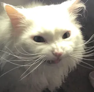 😬 2ab66c51 kat, witte kat, dier, huisdier, zoogdier, huisdier telegram sticker
