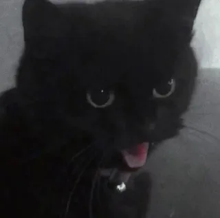 😛 43b91c6e kat, zwarte kat, gapen, dier telegram sticker