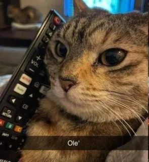 📞 5107a3b9 Ole' kat, huisdier, dier, afstandsbediening, grappig, meme telegram sticker