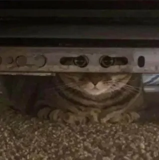 👀 689982f1 kat, verstoppen, dier, huiskat, tabby telegram sticker