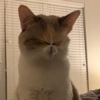 😐 6a9dc2e8 kat, dier, lapjeskat, huisdier telegram sticker