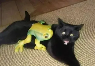 👹 91e4940b kat, kikker, dier, huisdier, speelgoed telegram sticker