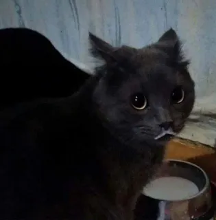 😾 99c7ac33 kat, huisdier, dier, huiskat, melk telegram sticker