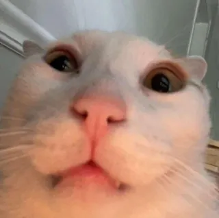 🤢 9cc10582 kat, witte kat, dier, huisdier telegram sticker