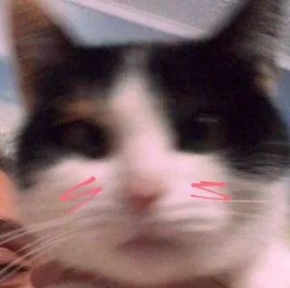 😻 9e70a2f2 kat, huisdier, dier, schattig, blozen, katachtig telegram sticker