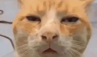 🤨 b9138274 kat, dier, meme, grappig, huisdier, katachtig telegram sticker