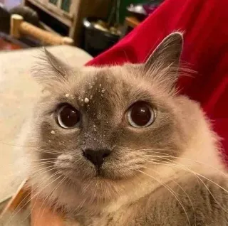 🙂 c4868d55 kat, huiskat, huisdier, dier, kitten, schattig, grappig telegram sticker