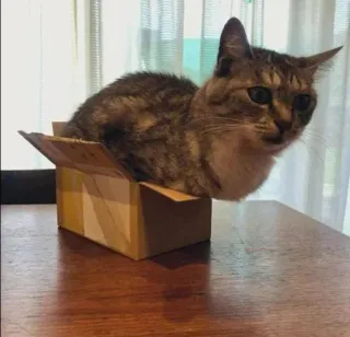 🙂 c9d93ebf kat, doos, huisdier, dier, katachtig telegram sticker