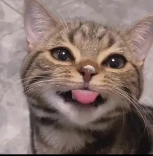 😝 d97f12df kat, dier, huisdier, tong, schattig, katachtig telegram sticker