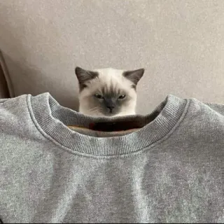 😾 ff51d630 kat, trui, dier, schattig telegram sticker