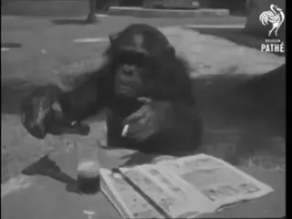 🍺 572e68c7 simpanse, binatang, primata, rokok, vintage, merokok whatsapp sticker