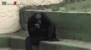 🚬 7659c0b5 gorila, kebun binatang, binatang, kera, sedih whatsapp sticker