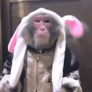 🐰 81679bc1 monyet, binatang, hoodie, telinga kelinci, telinga kelinci whatsapp sticker