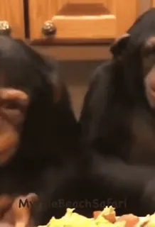 😄 9f62da55 hewan, simpanse, salad, Myrtle Beach Safari, primata, kera whatsapp sticker